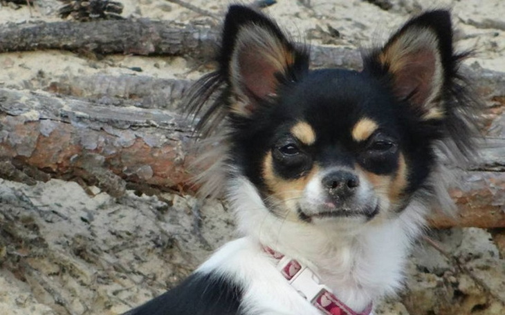 Zbiórka Ratujemy LuLu - zdjęcie główne