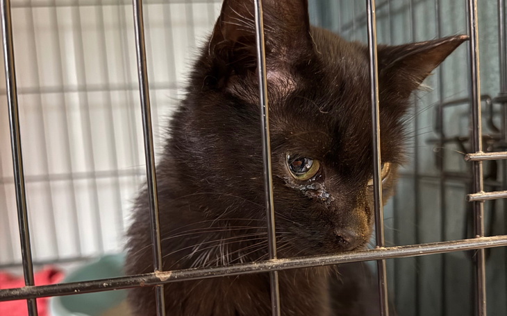 Czarny kot w klatce, z wyrazem smutku na twarzy.