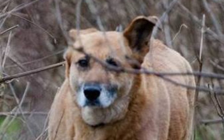 Zbiórka Misiunia prosi o pomoc :) - zdjęcie główne