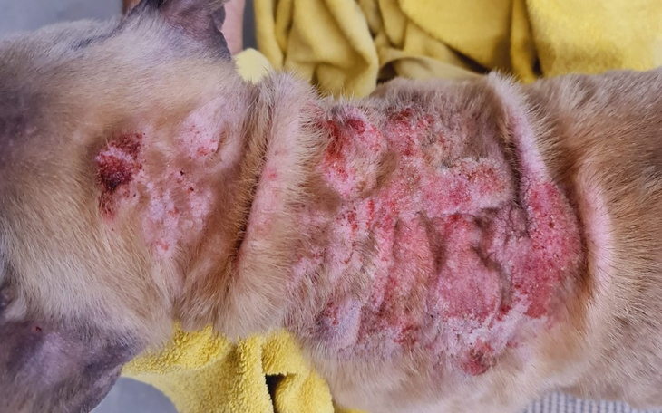 Zbiórka Goniła żywcem - zdjęcie główne