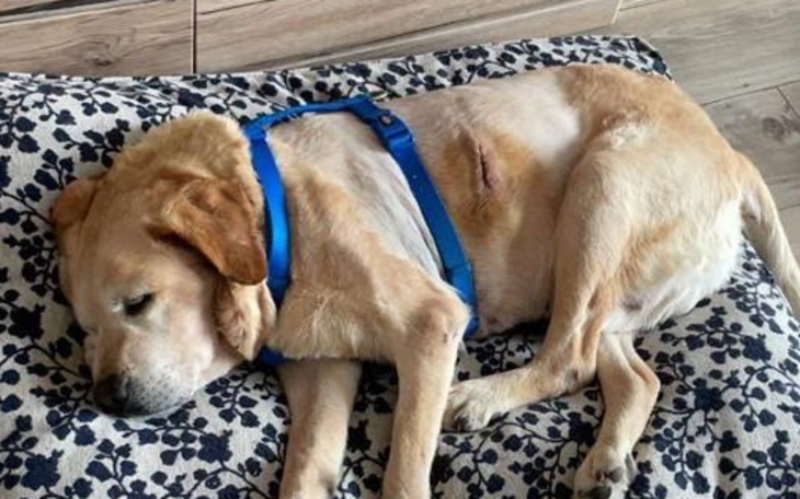 Zbiórka Labrador Oczkoś prosi o pomoc - zdjęcie główne