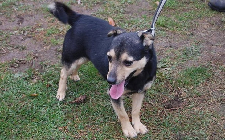 Mały czarny pies na smyczy, stojący na trawie.