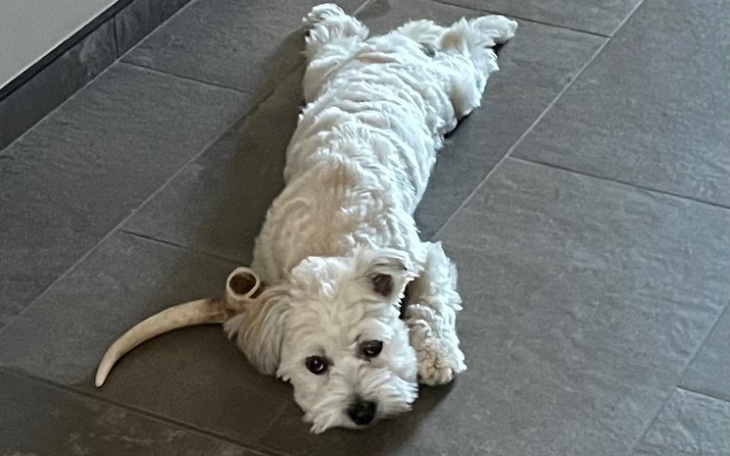 Zbiórka Na operacje dla Loli - zdjęcie główne