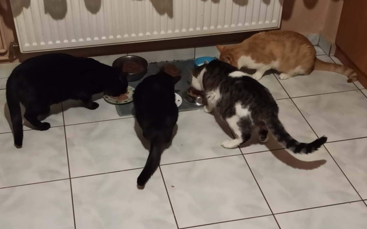 Zbiórka Pomoc zwierzetam - zdjęcie główne