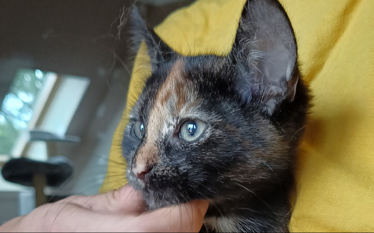 Zbiórka Cookie prosi o wsparcie - zdjęcie główne