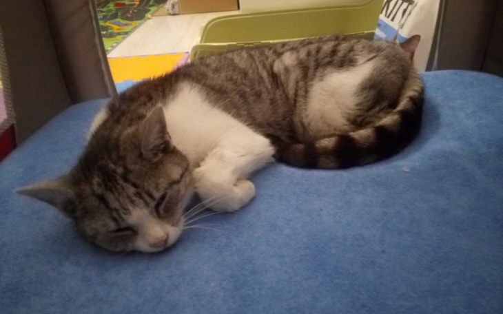 Zbiórka PILNE leczenie mocznicy u Kici - zdjęcie główne