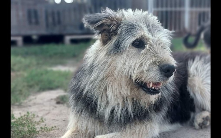 Zbiórka Pomóżmy wspólnie zwierzętom - zdjęcie główne