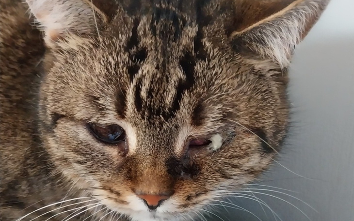 Kot z uszkodzoną powieką, patrzący w obiektyw.