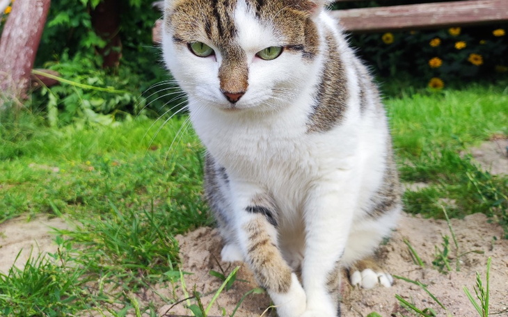 Zbiórka Porażenie nerwu promieniowego - zdjęcie główne