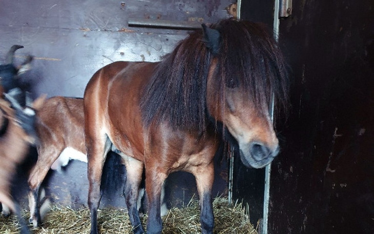 Mały koń w boksie, z długą grzywą.
