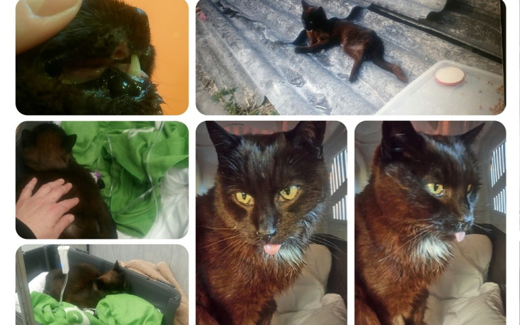 Zbiórka Uratuj Zdzisia transfuzja na już - zdjęcie główne