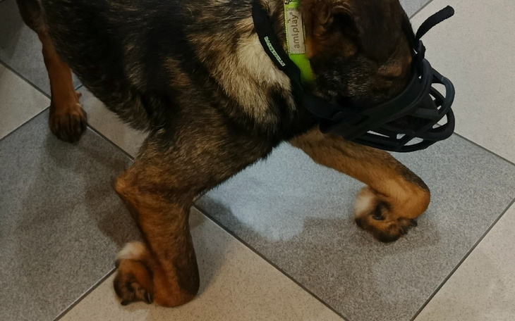 Pies w kagańcu, spacerujący po kafelkowanej podłodze.