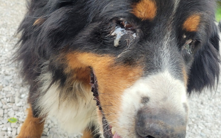 Zbiórka Sara z pseudohodowli - zdjęcie główne