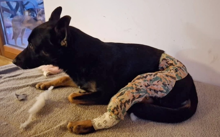 Pies z opatrunkiem na nodze, siedzący na kocu.