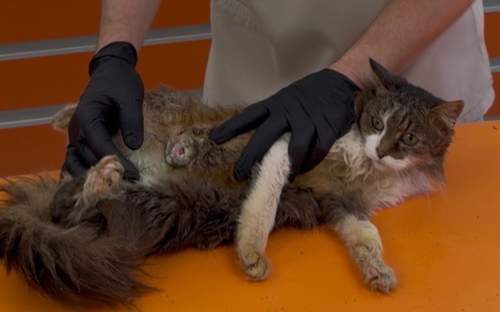 Weterynarz bada kota, który wygląda na zaniedbanego.