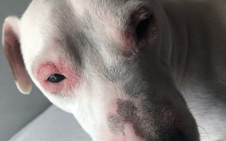 Zbiórka Zbieram na kastrację psa - zdjęcie główne