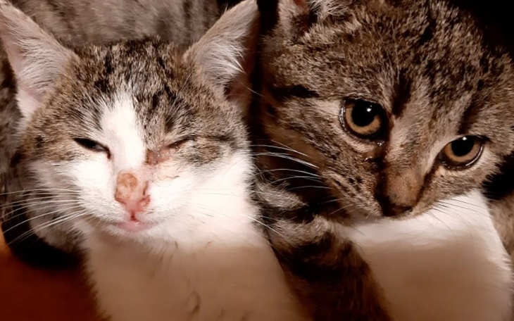 Zbiórka Ratujemy maluszki z działek - zdjęcie główne