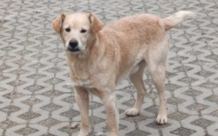 Zbiórka Właściciel zmarł a on został sam - zdjęcie główne