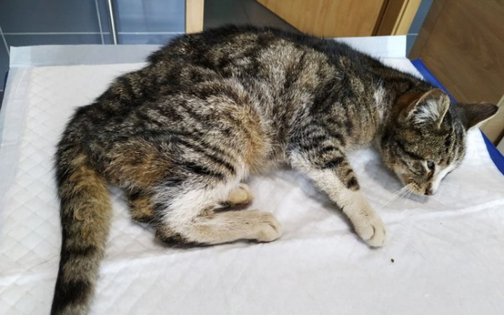 Zbiórka Dajmy Atłaskowi nowe życie - zdjęcie główne