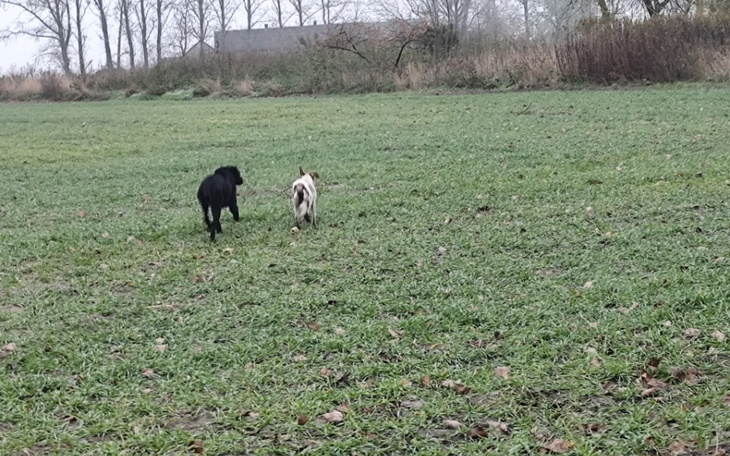 Zbiórka Odłowienie psów - Jamor - zdjęcie główne