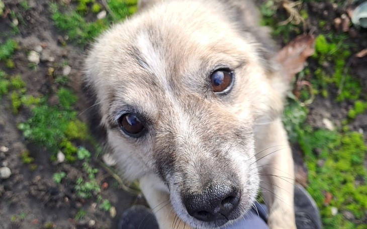 Zbiórka Nowe życie dla pieskiego emeryta - zdjęcie główne