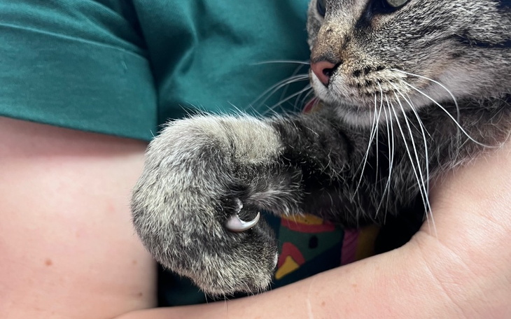 Zbiórka Okaleczona porzucona na stacji - zdjęcie główne