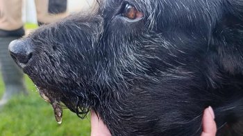 Zbiórka Guz rośnie z każdym dniem! - miniaturka zdjęcia