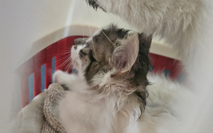 Zbiórka Proszę o pomoc w leczeniu kociąt - zdjęcie główne