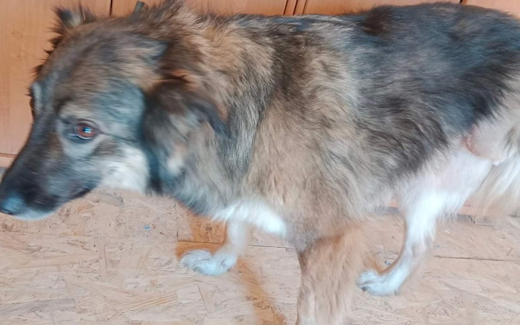 Zbiórka Sunia z ucięta łapką - POMOCY - zdjęcie główne