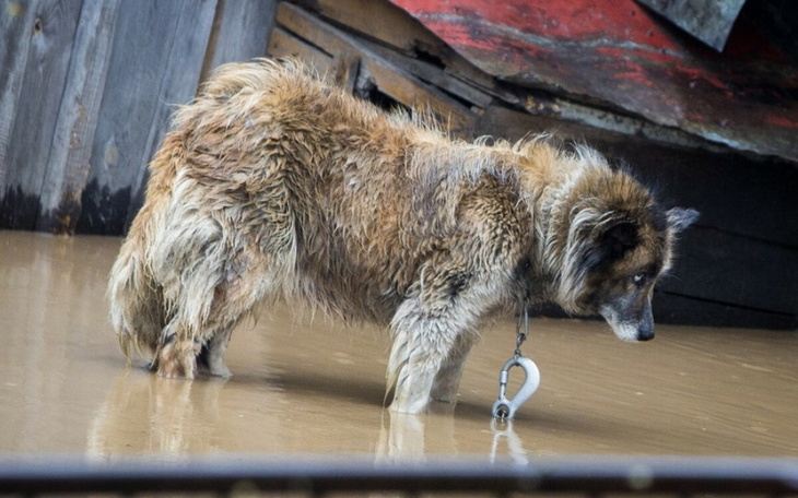 Zbiórka Na zwierzątka dotknięte powodzią - zdjęcie główne