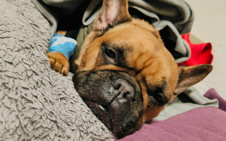 Zbiórka Zbiórka na Goldii - zdjęcie główne