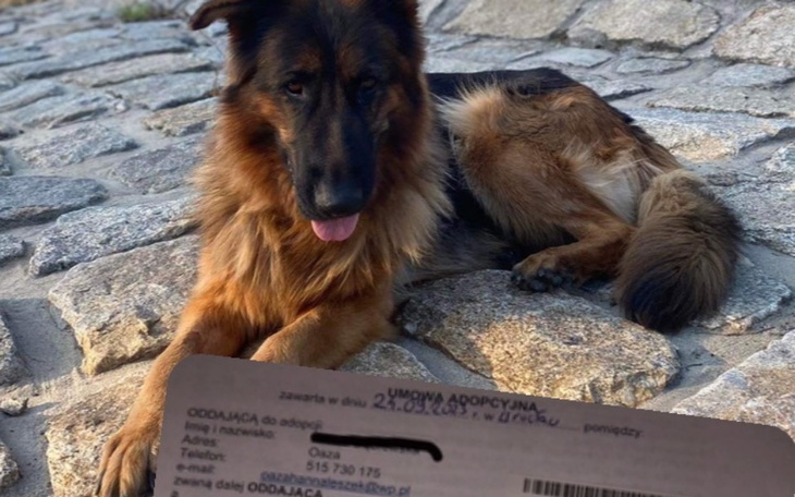 Zbiórka Behawiorysta dla suni z adopcji - zdjęcie główne