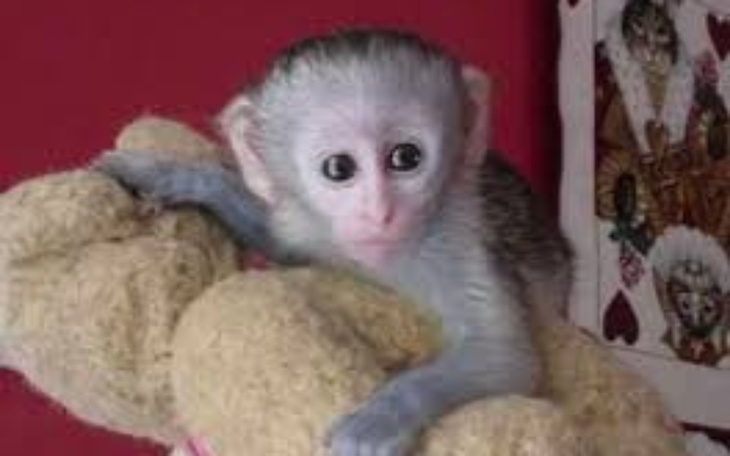 Zbiórka Spełniam swoje 5letnie marzenie - zdjęcie główne