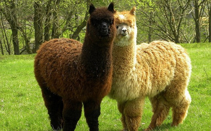 Zbiórka Alpaki - zdjęcie główne