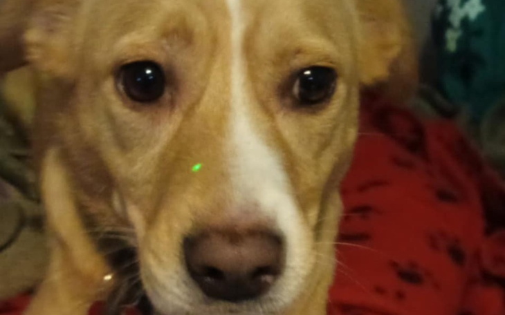 Pies z zielonym punktem na nosie, wyglądający ciekawie.