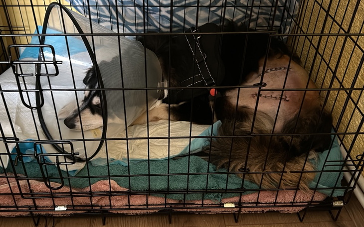 Zbiórka Rehabilitacja po operacji Hery - zdjęcie główne