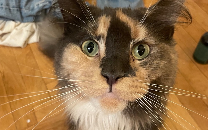 Zbiórka Leczenie Bowci - zdjęcie główne