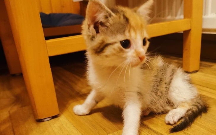 Zbiórka Rezonans dla Inki - zdjęcie główne