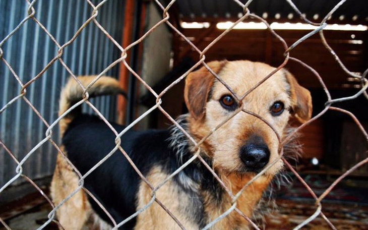 Zbiórka Maxiu i jego nowy dom! - zdjęcie główne