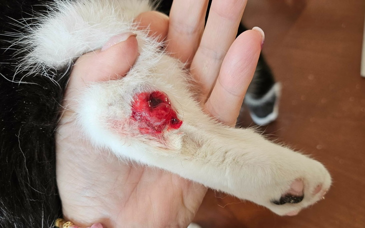 Rana na łapie kota, opatrzona przez właściciela.