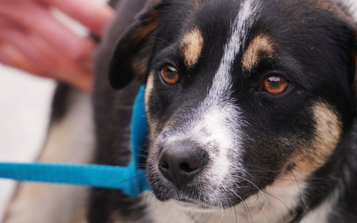Zbiórka Chciał ją zabić, bo nie szczeka - zdjęcie główne