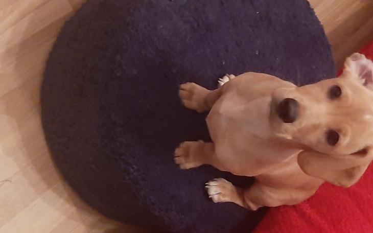 Zbiórka Na stylizacje i jedzenie dla ps - zdjęcie główne