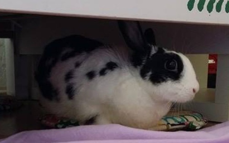 Królik w bezpiecznym miejscu, czeka na nowego właściciela.