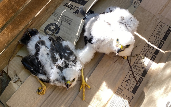 Zbiórka Bombelki Myszołowy - zdjęcie główne