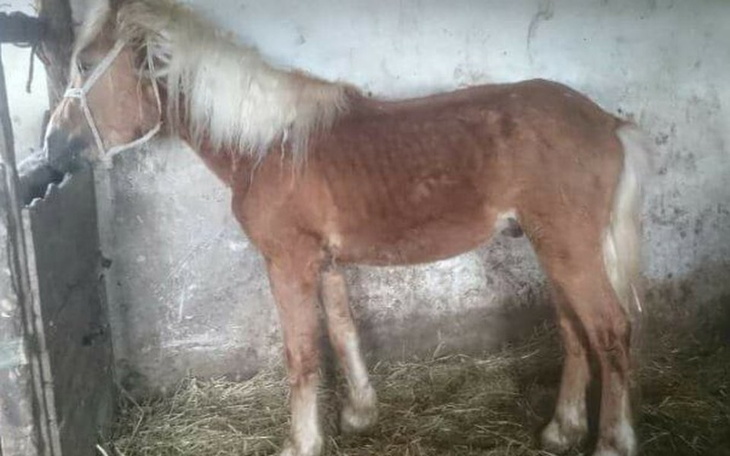 Zbiórka Dla ogierka - zdjęcie główne