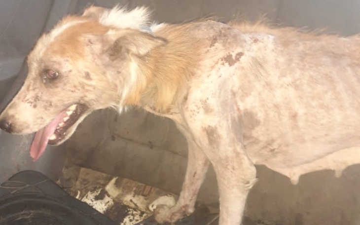 Zbiórka Leczenie i przytułek - zdjęcie główne