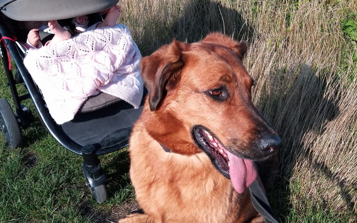 Zbiórka Cztery Łapy -Olecko - zdjęcie główne