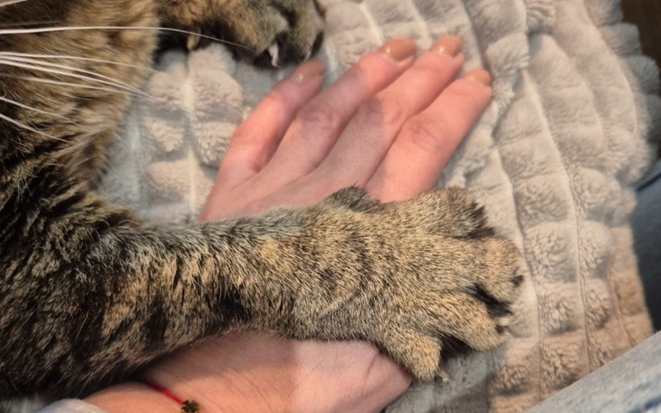 Dłoń trzymająca łapę kota, symbolizująca przyjaźń.