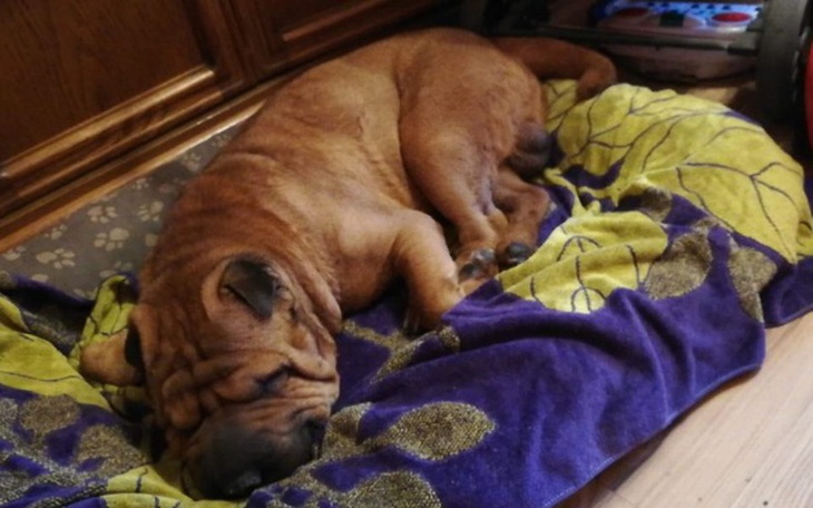 Zbiórka Shar Pei potrzebuje pomocy! - zdjęcie główne