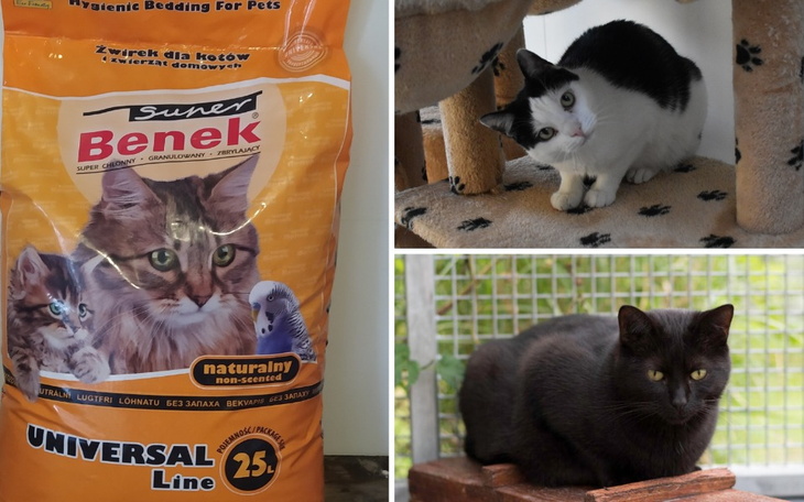 Torba z żwirkiem dla kotów oraz dwa koty w tle.